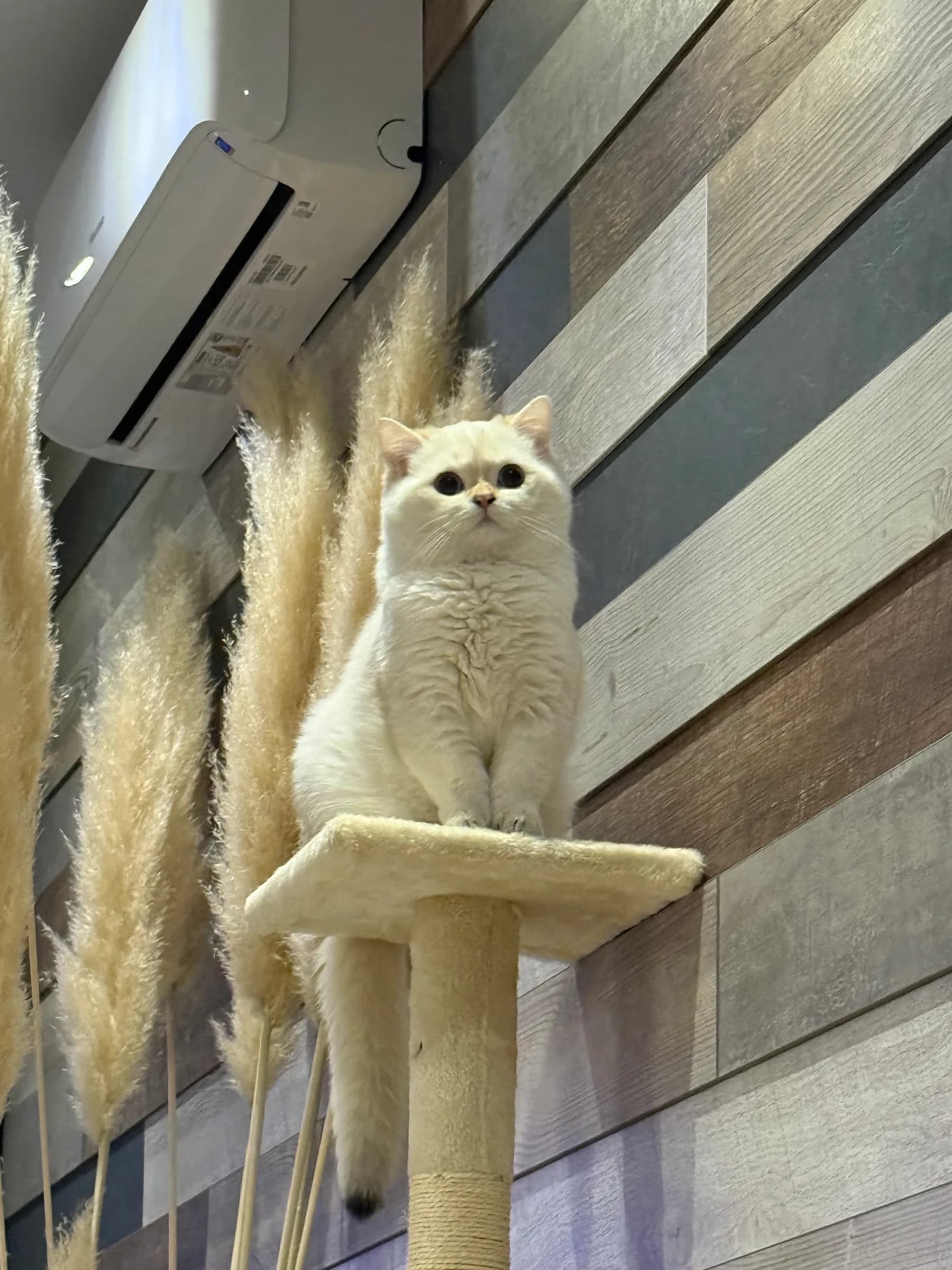 Луканка пазарджишка — 400 г